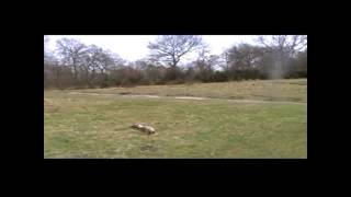 Conditions on pronominal marking: Video P20 - run