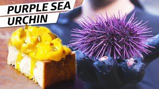 Harvesting Purple Sea Urchin (Uni) on the Oregon Coast – Deep Dive