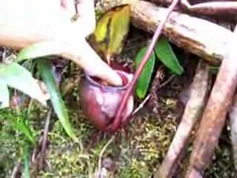 The Nepenthes rajah is the biggest pitcher plant in the world, only found at mount kianabalu... borneo... it is found no where else... and according to a documentary, they said they heard from a local said that they found a mouse in the Nepenthes rajah....