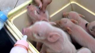 ♥♥♥♥♥♥♥Baby Piglets Feeding At Two Days Old♥♥♥♥♥♥♥♥