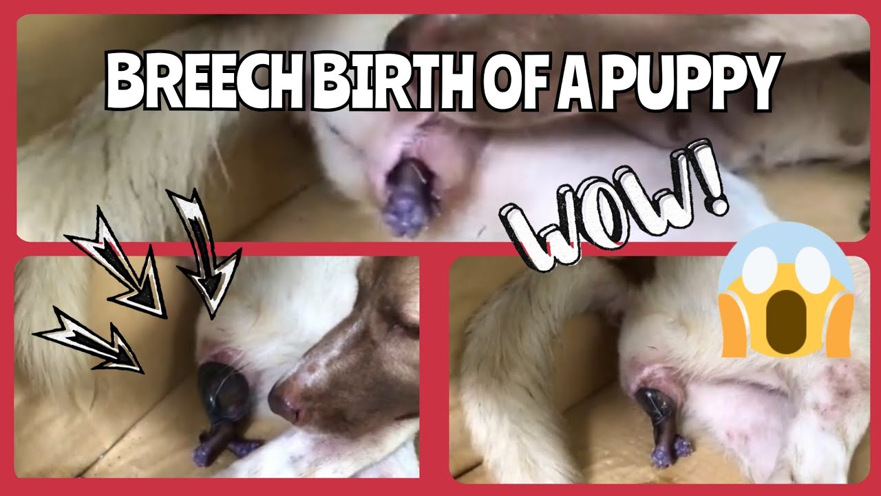 SUHI 🙀 AMAZING! PUPPY BORN FEET FIRST Breech Birth or Not? Tuta