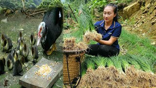 Welcome newborn duckling | Harvesting Scallion Garden Goes to market sell | Ly Thi Tam