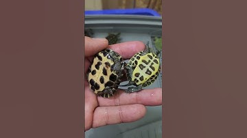 Đọc tên các rùa bán cạn size baby tại Ú Ù PETSHOP