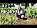 КИСЕЛ ЧЕСЪН НАБРАН ОТ ГРАДИНАТА! ЧУДЕСНА КОМБИНАЦИЯ С БОБ ЯХНИЯ! + ЗАБАВНАТА МИ  ИСТОРИЯТА С ...