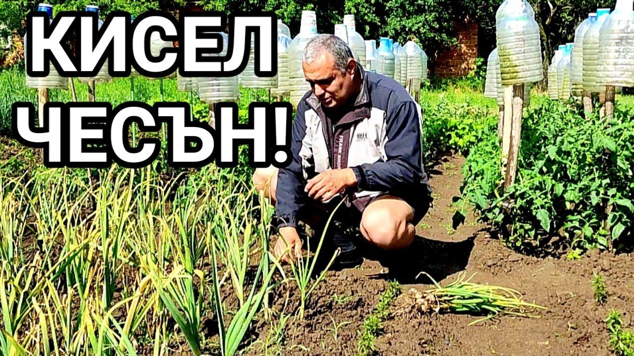 КИСЕЛ ЧЕСЪН НАБРАН ОТ ГРАДИНАТА! ЧУДЕСНА КОМБИНАЦИЯ С БОБ ЯХНИЯ! + ЗАБАВНАТА МИ  ИСТОРИЯТА С ...