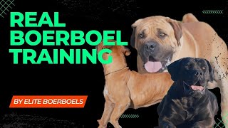 Training your Boerboel Dog (South African Mastiff Obedience Boerboel Training )