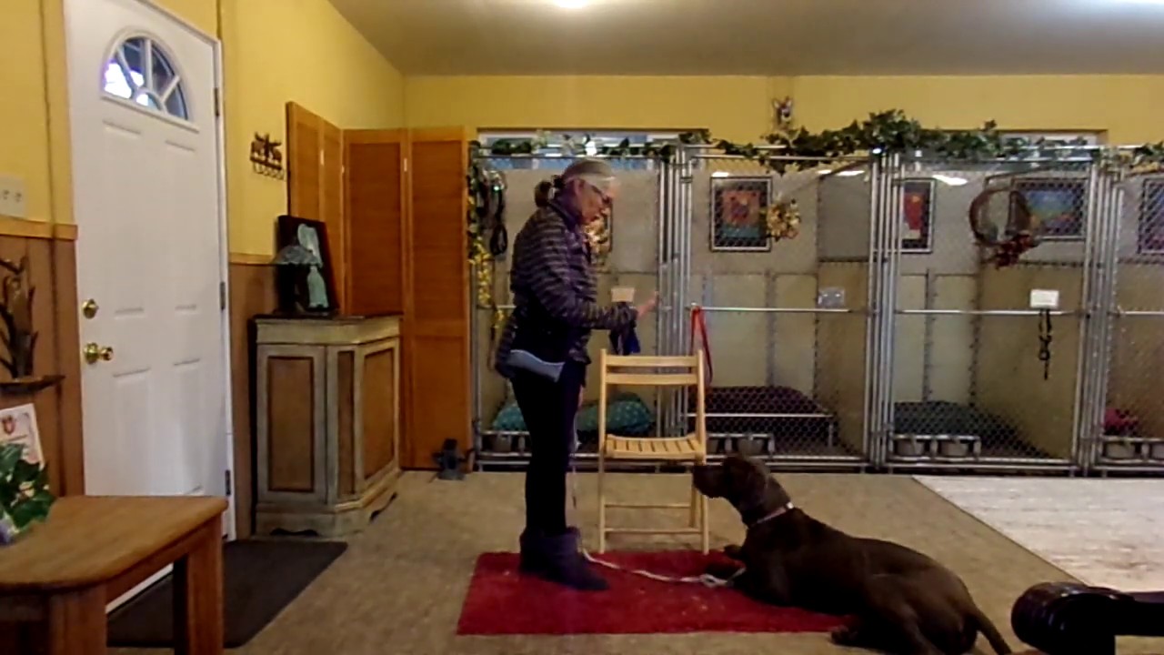 Dog Training Bend Oregon Body Language to Settle Down YouTube