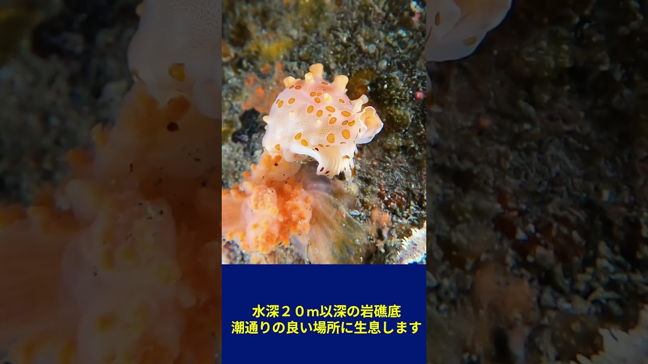イシバシウミウサギ  Pseudosimnia ishibashii  