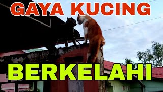 GAYA KUCING BERKELAHI @SAHABATALAM