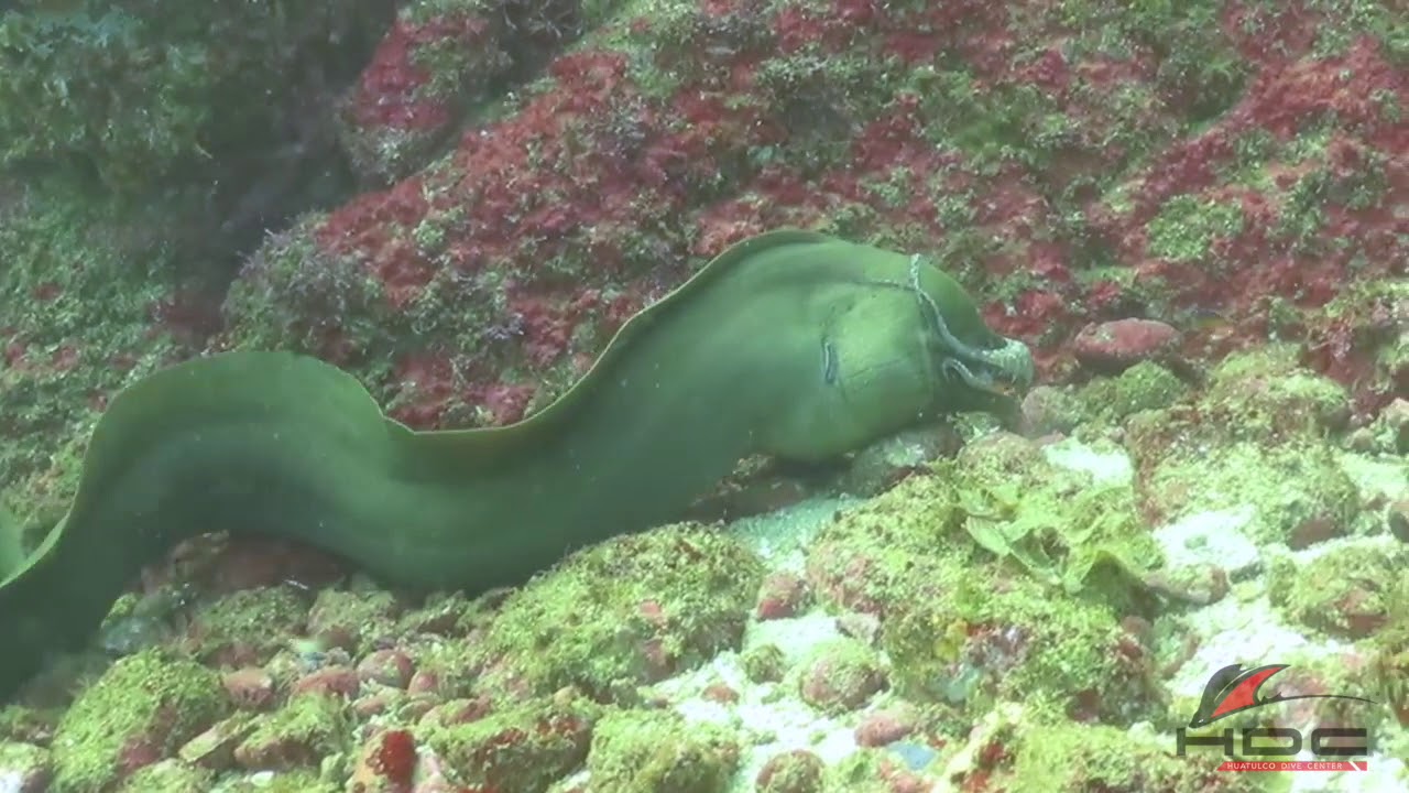 Green Moray Eel attack Octopuss! YouTube