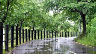 Soft Rain Sounds on a Beautiful Road, White Noise that Helps you Fall Asleep, Relax screenshot 4