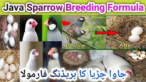 Java sparrow Breeding Formula | Java Breeding Formula | Java Bird Breeding Tips