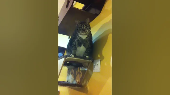 Our Kitties Playing