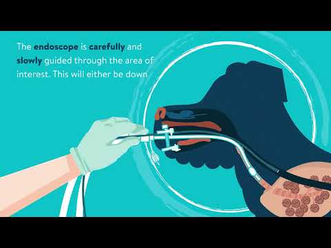Video: Endoskopie: Co to je, proč to někteří domácí zvířata potřebují
