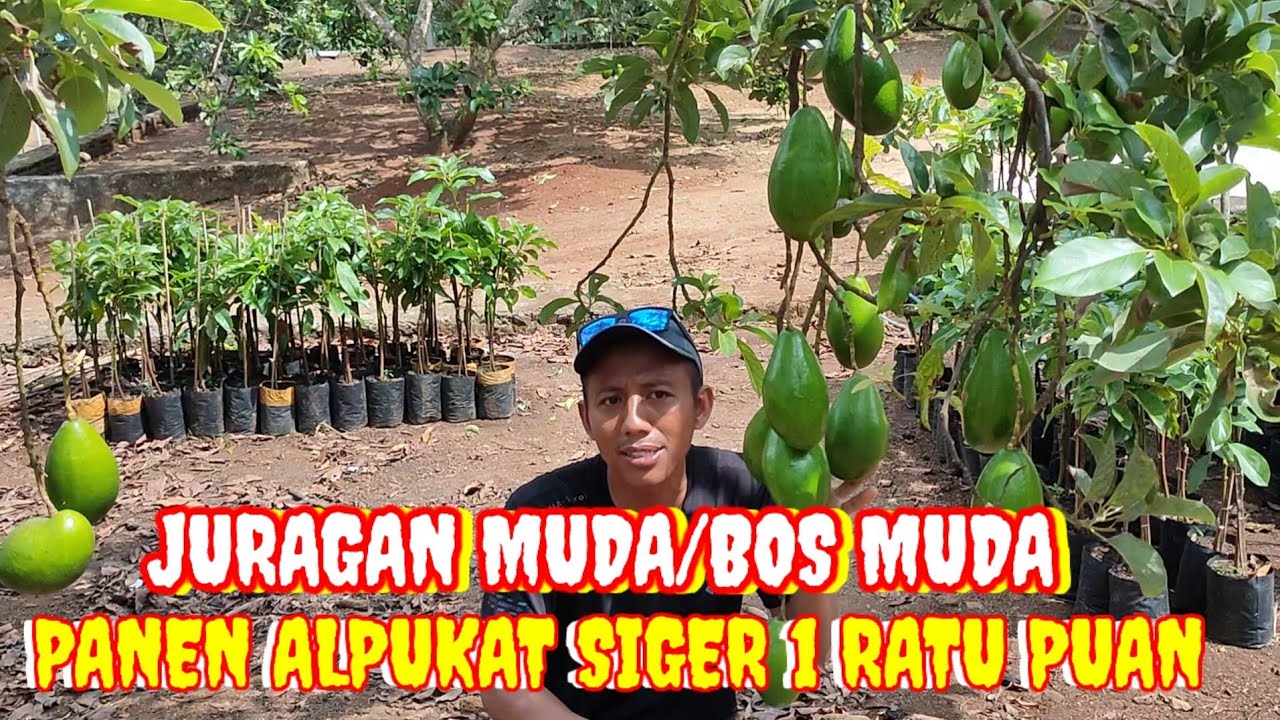 HASIL PANEN YANG KEMARIN UANG NYA BELUM HABIS, SEKARANG SUDAH PANEN LAGI.