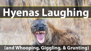 Download Lagu Hyenas laughing (and whooping, giggling, and grunting) MP3