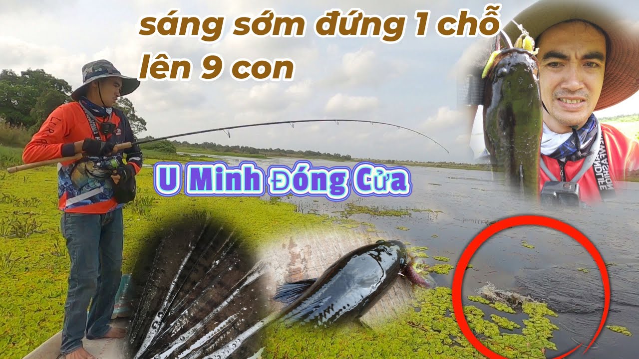 Câu Cá Lóc U Minh Thượng Bằng Mồi Nòng Nọc, Trúng Mánh Cá Ăn Mạnh || VR Fishing #163