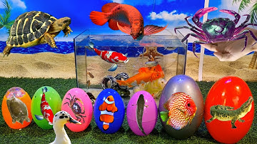 Tổng hợp video cá cảnh đẹp, động vật dễ thương, tôm màu, vịt con, cá rồng, cá vàng