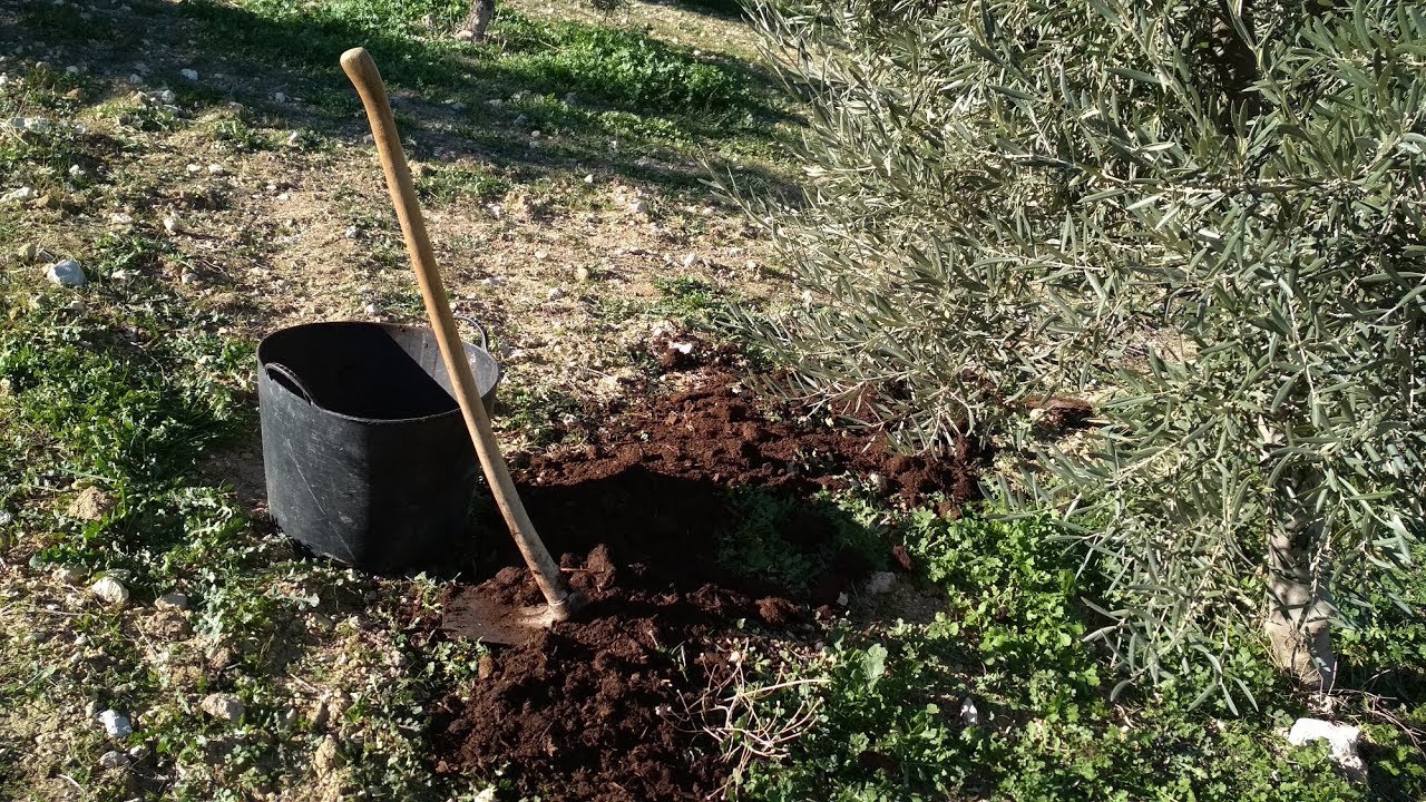 Estiércol para nuestros olivos.