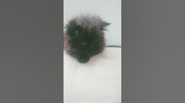 my first loop video#loop #music