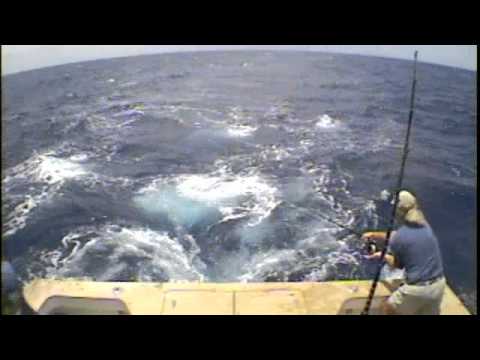 Blue Marlin Fly Action - STALKER - Capt. George Sa...