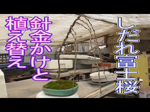 しだれ富士桜の針金かけと植え替え Youtube