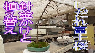 しだれ富士桜の針金かけと植え替え