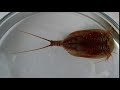 Triops cancriformis