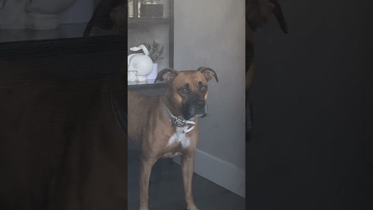 My Boxer Pitbull Mix Is A Sad Guard Dog