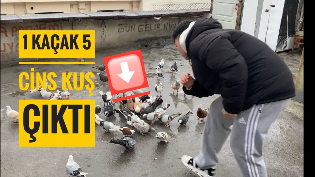 UTKU VE EGE İLE ÖYLE BİR KUŞ YAKALADIK Kİ HEM POSTA HEM MARDİN HEMDE KELEBEK CİNSİNİ ÇÖZEMEDİK ??