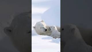 Cute Polar Bears Play Niedliche Eisbären Spielen