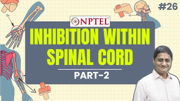 #26 Excitation & Inhibition within Spinal Cord | Part 2 | Neuroscience of Human Movement