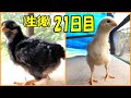 【ヒヨコ成長記録・21日齢】黒いヒヨコのほうが、成長速度が速い?!