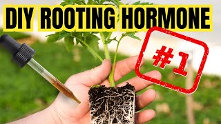 3 FASTEST HOMEMADE ROOTING HORMONES | Organic Powerful And Safe