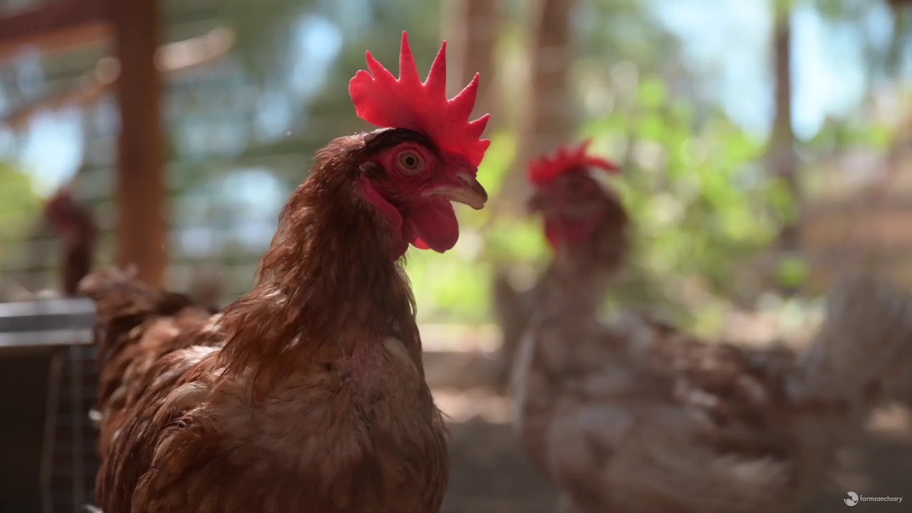 Factory Farm Hens Experience Freedom for the First Time