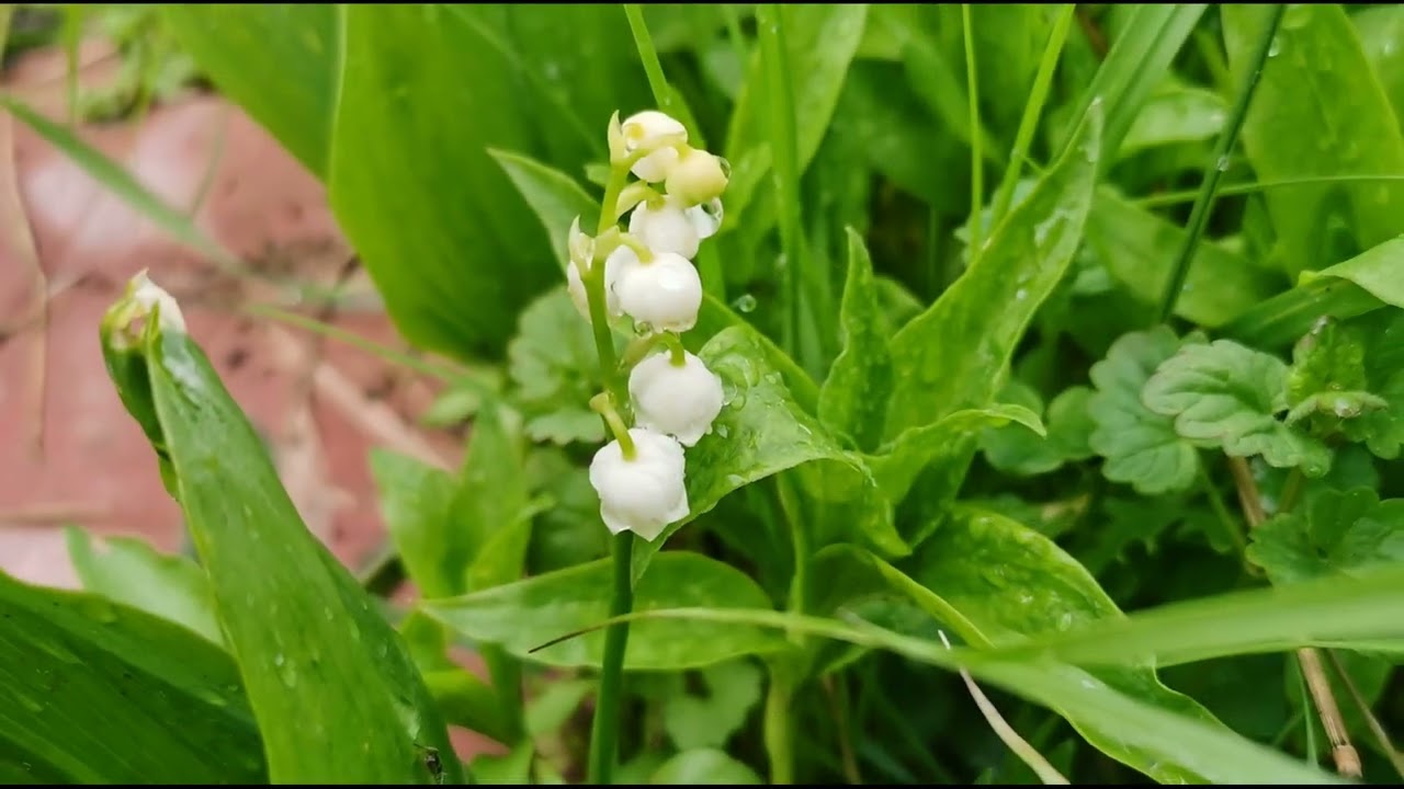 После дождя 27 мая 2022 г. Ногинск, пос. Красный Электрик, огороды под ...