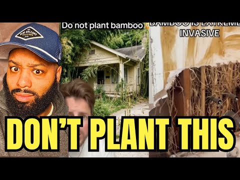 This Plant Is DESTROYING Homes Across America—and It Won’t Stop