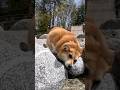 水辺の石にスリスリするコーギー / A Corgi rubbing against a stone by the water. #corgi #コーギー
