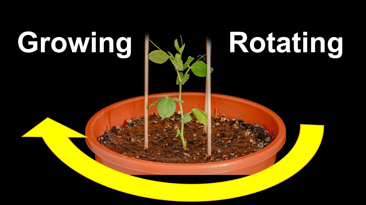 Pea plant rotating Time lapse [4K] - YouTube