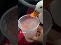 Dunkin ducks and yes i might be a duck now  shorts asmr