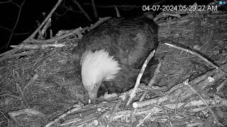 Hanover Eagles Live Cam Hdontap Free Live Cams From Around The World Mozilla Firefox 2024 04 0