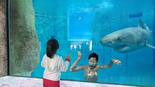 Çocuk Köpek Balığı Akvaryumunda Mahsur Kaldı Büyük Hata