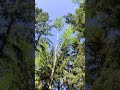 Макухападаетмедленно #lumberjacks #tree #husqvarna https://boosty.to/dro_va/donate