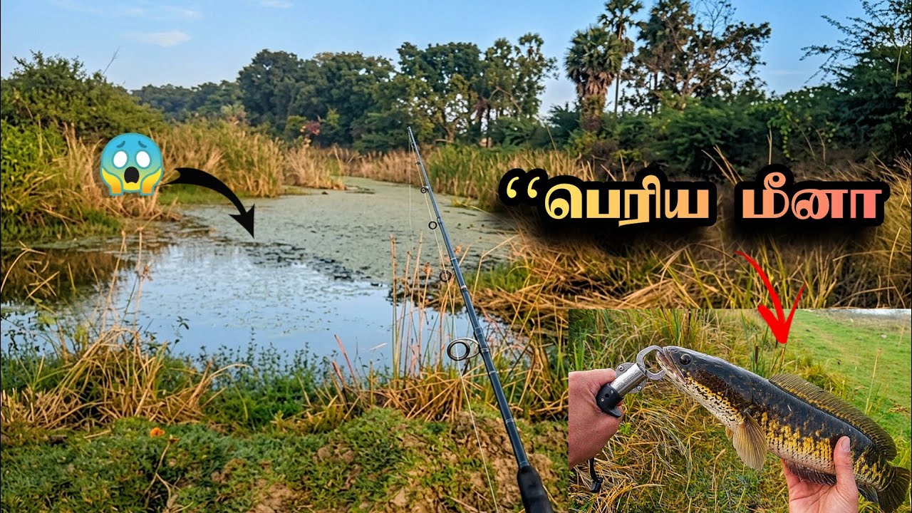 To catch a fish that escaped from the river Fisherman's trick on how to catch fish