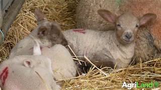 How-to carry out good hygiene practices in the lambing shed