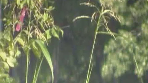 2 Huge Giant Bigfoot  Classic One from 3 Years Ago