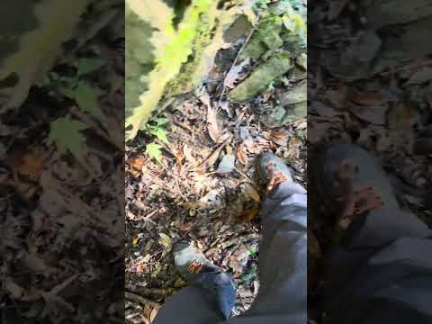 ใๆปใใใใโฅใๅธๆฐดใฎๆป๏ผใฌใฎใฟใใฎใใ๏ผใๆปๅฃบใใ๐่นใ่ฆใ๏ผใ2024/12/04ใ็ๆฌ็็็ฃจ้กใใใใ็บ #waterfall