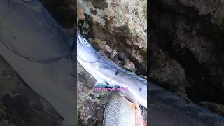 Snapper barracuda action #fishing