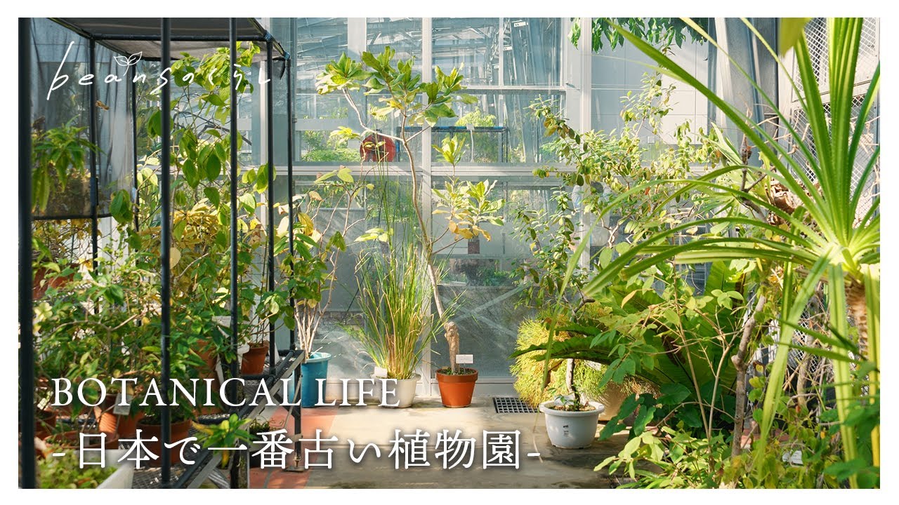 【植物のある暮らし】日本で一番古い植物園で癒される休日｜小石川植物園｜Relax in Japan's oldest botanical garden