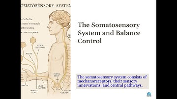 1-3. Sensory Inputs Involved in Postural Control: Somatosensory System and Balance Control
